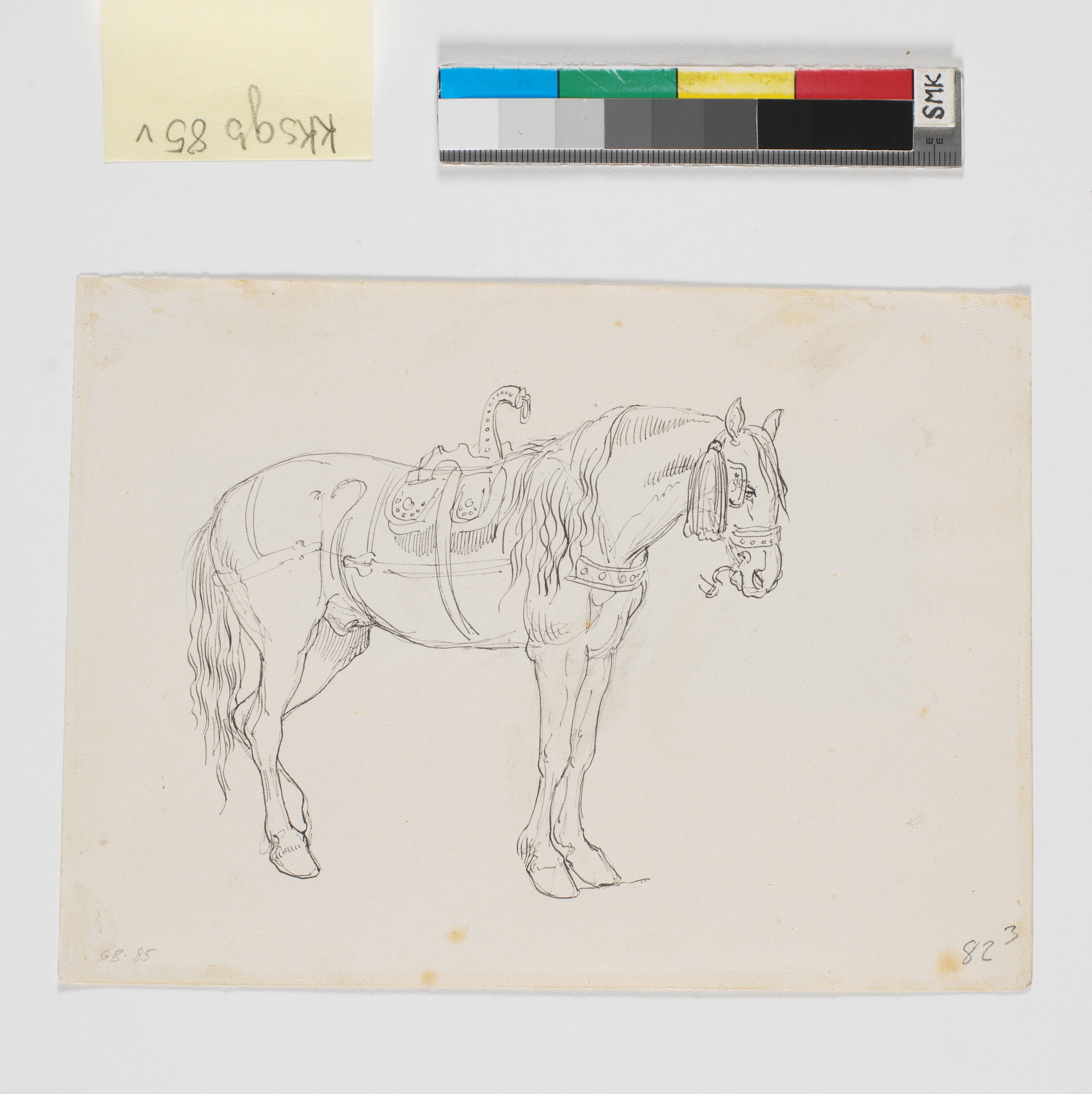 En stående hest med italiensk seletøj